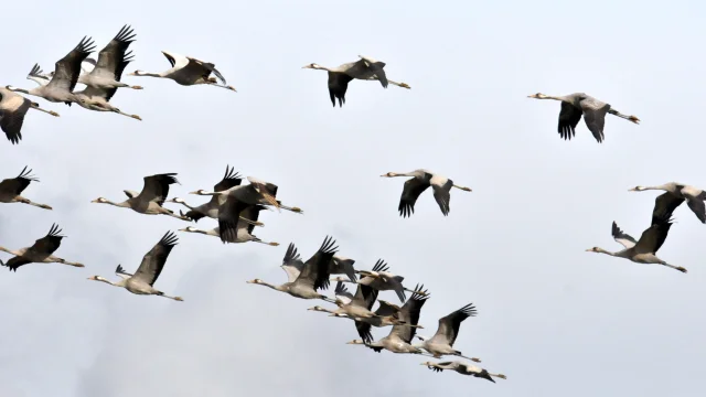 Grues Cendrees 3