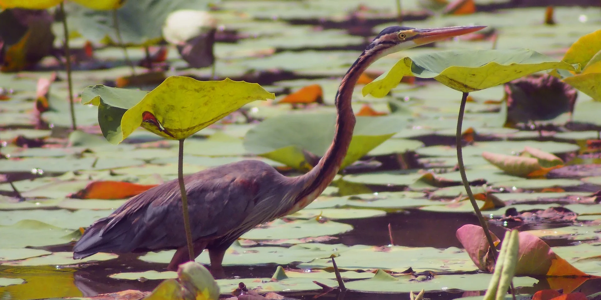 Purple Heron