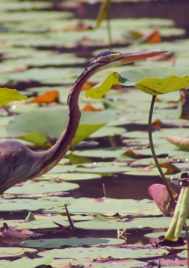 Heron Pourpre