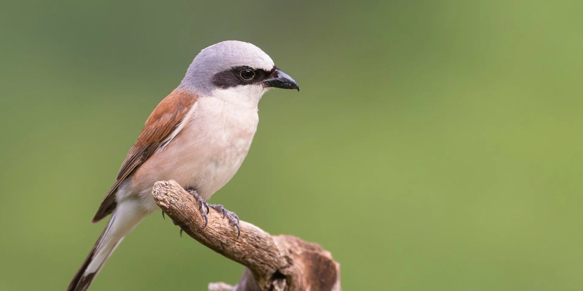 Red-backed shrike - Patrick Sabonnadière