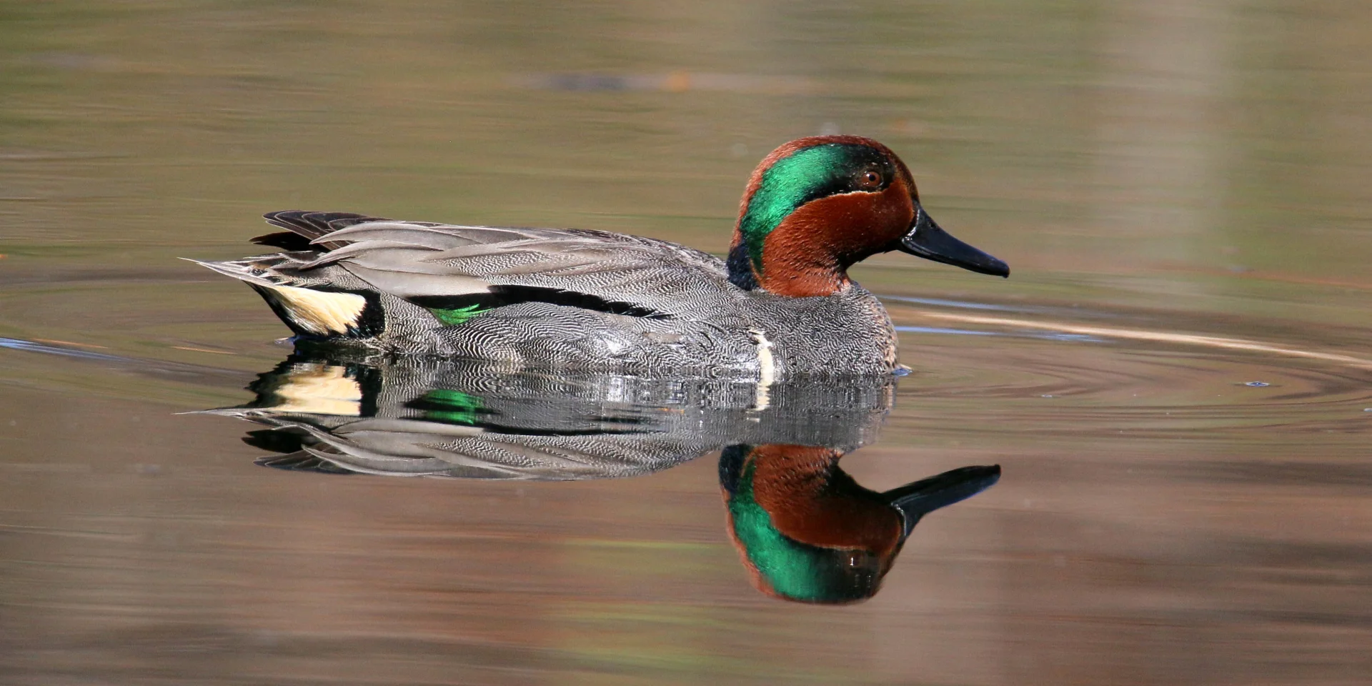 Teal Winter Marcel Milliard