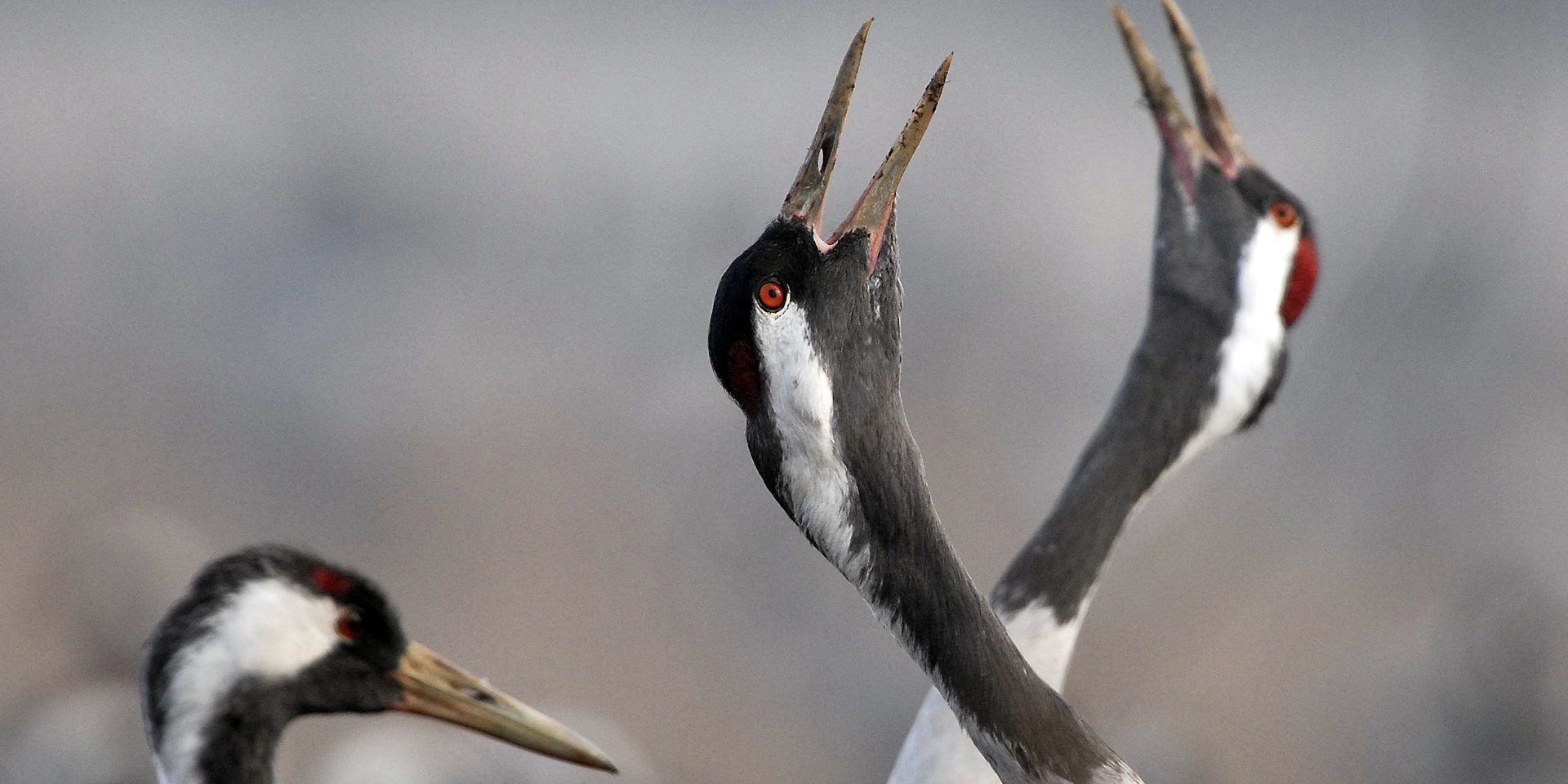 Des Grues cendrées au Lac du Der qui claironnent dans les champs.