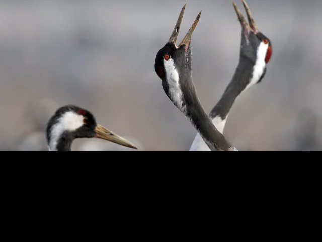 Des Grues cendrées au Lac du Der qui claironnent dans les champs.