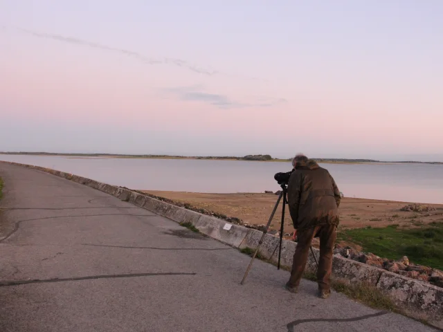 Observation grues matin