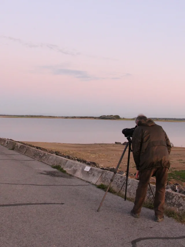 Observation grues matin