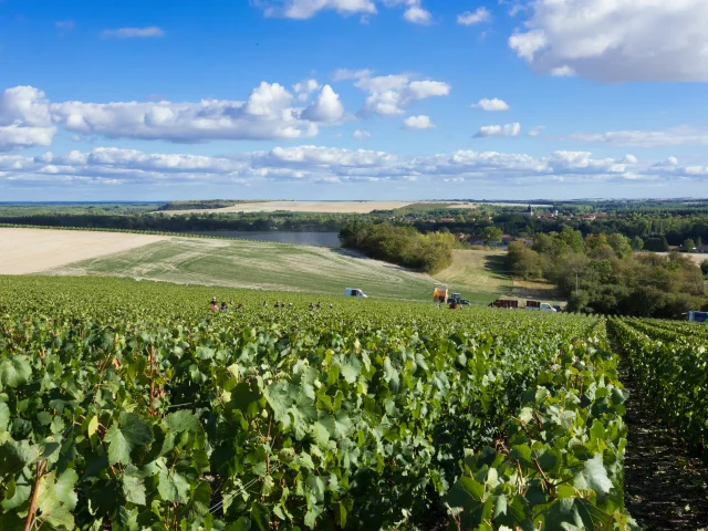 Vigne Vendanges Ph Jacquemin