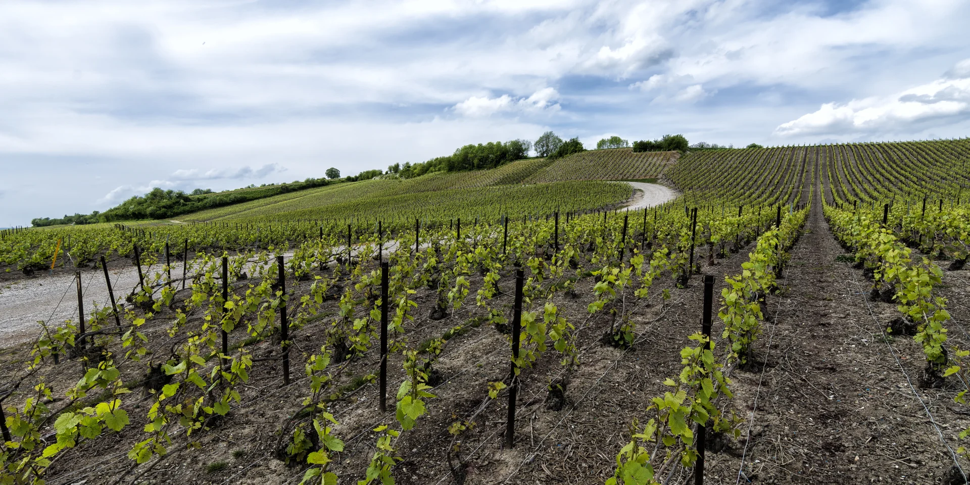 Coteaux Vitryats Noel Sellier