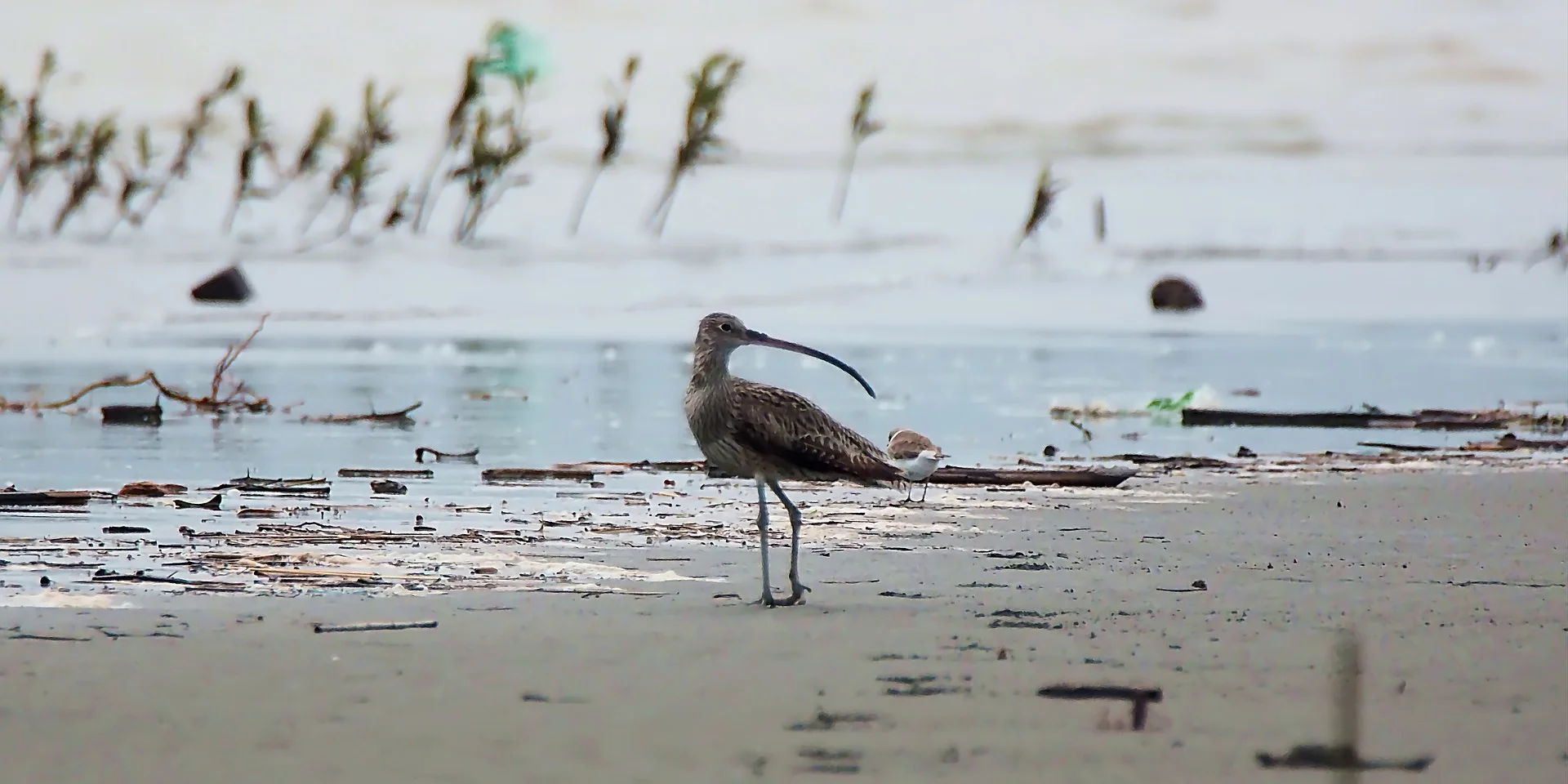 Curlew