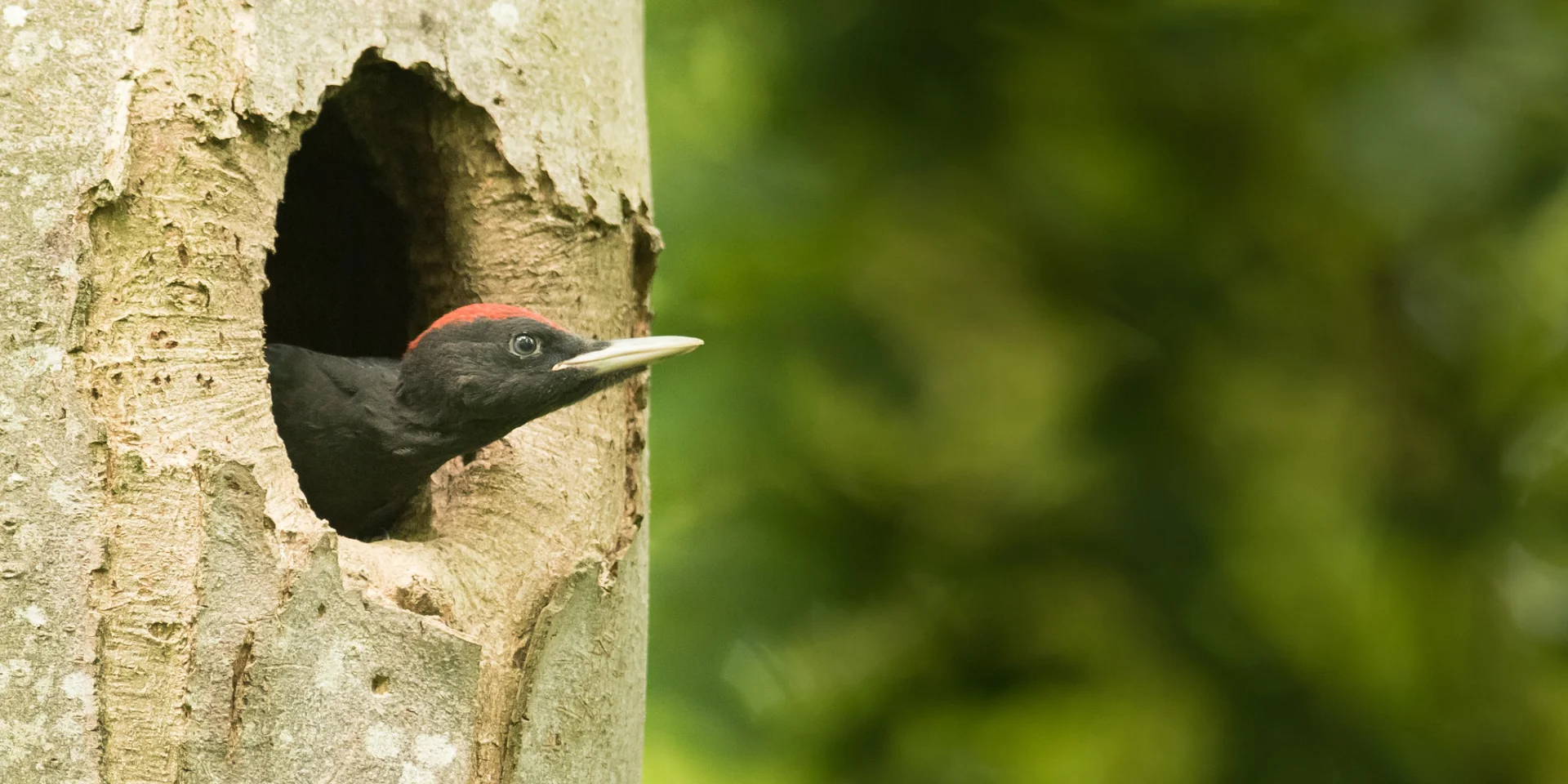Black Woodpecker