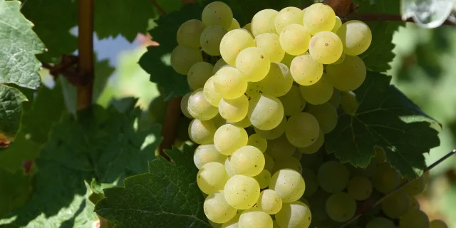 champagne raisin