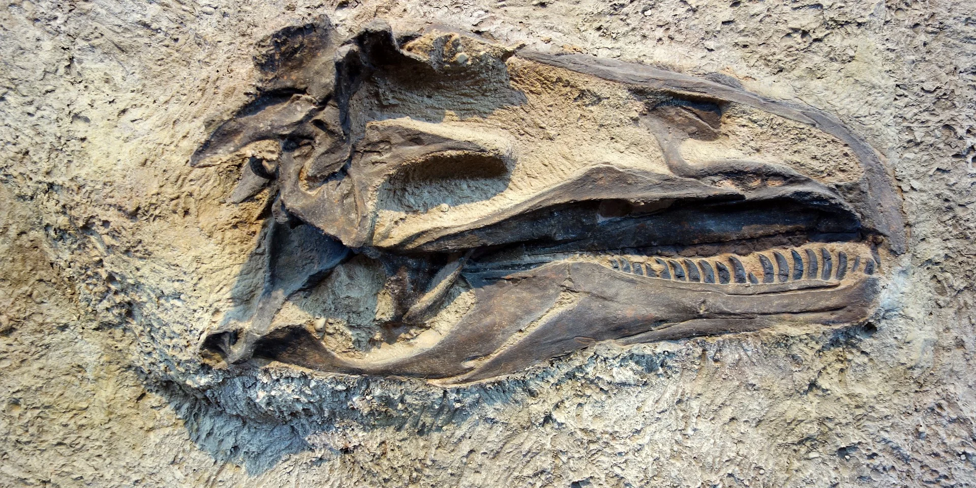 dinosaur - fossil