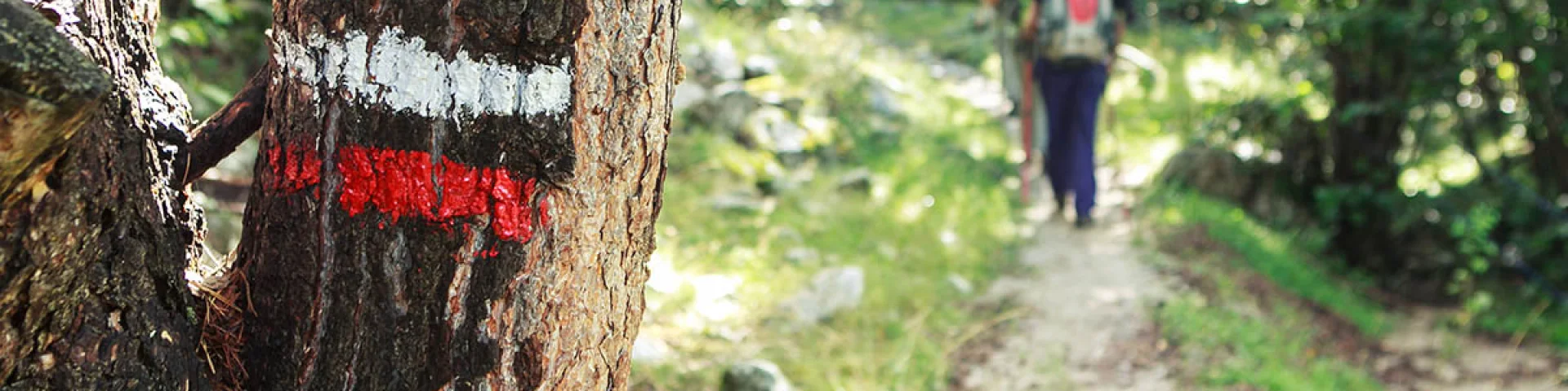 Personnes marchant dans la forêt sur un itinéraire de Grande Randonnée symbolisé par un marquage blanc et rouge
