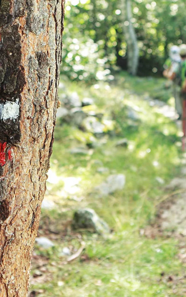 Personnes marchant dans la forêt sur un itinéraire de Grande Randonnée symbolisé par un marquage blanc et rouge