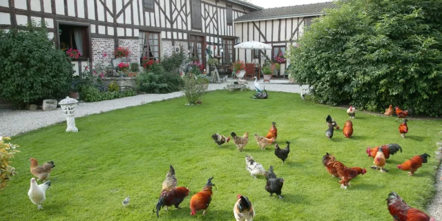 Poules dans l'herbe devant une bâtisse à pans de bois