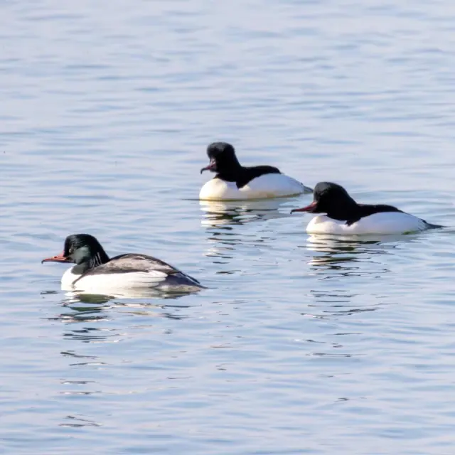 Instagram #lacduderenchampagne