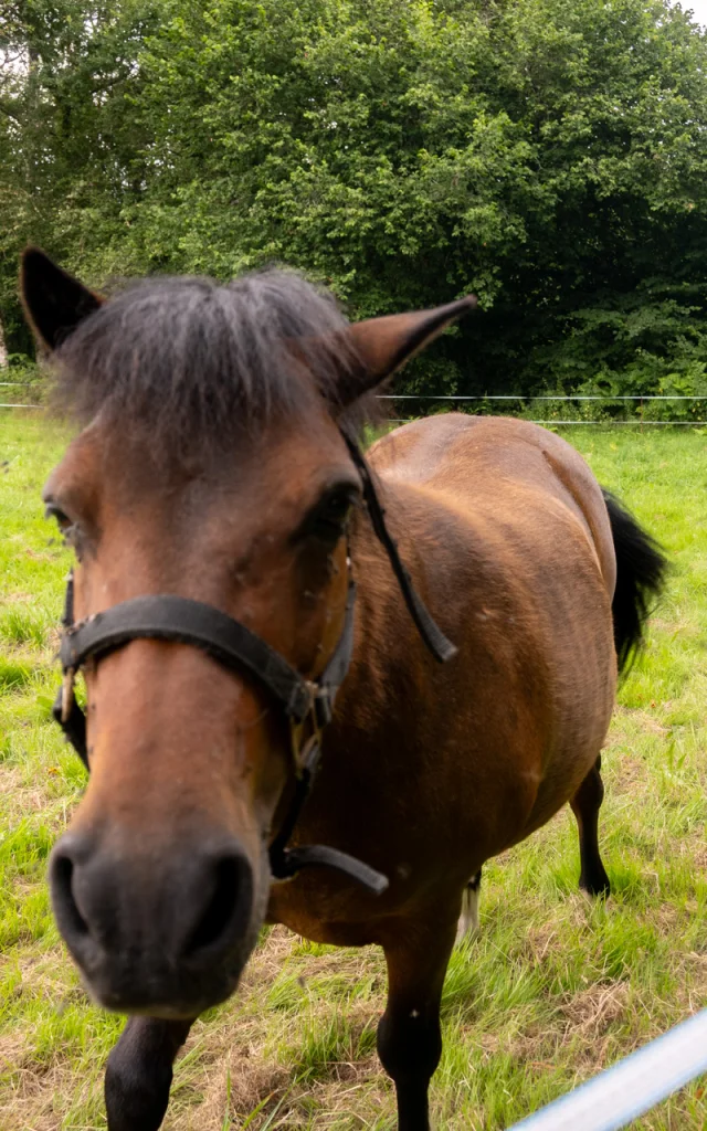 Poney Lac De Saint Pardoux