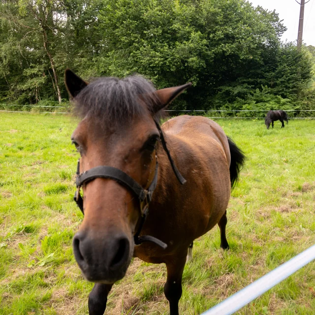 Poney Lac De Saint Pardoux