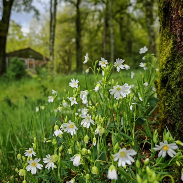 Instagram #hautevienne