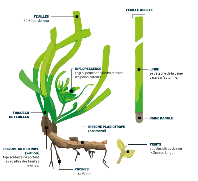 Posidonia scheme
