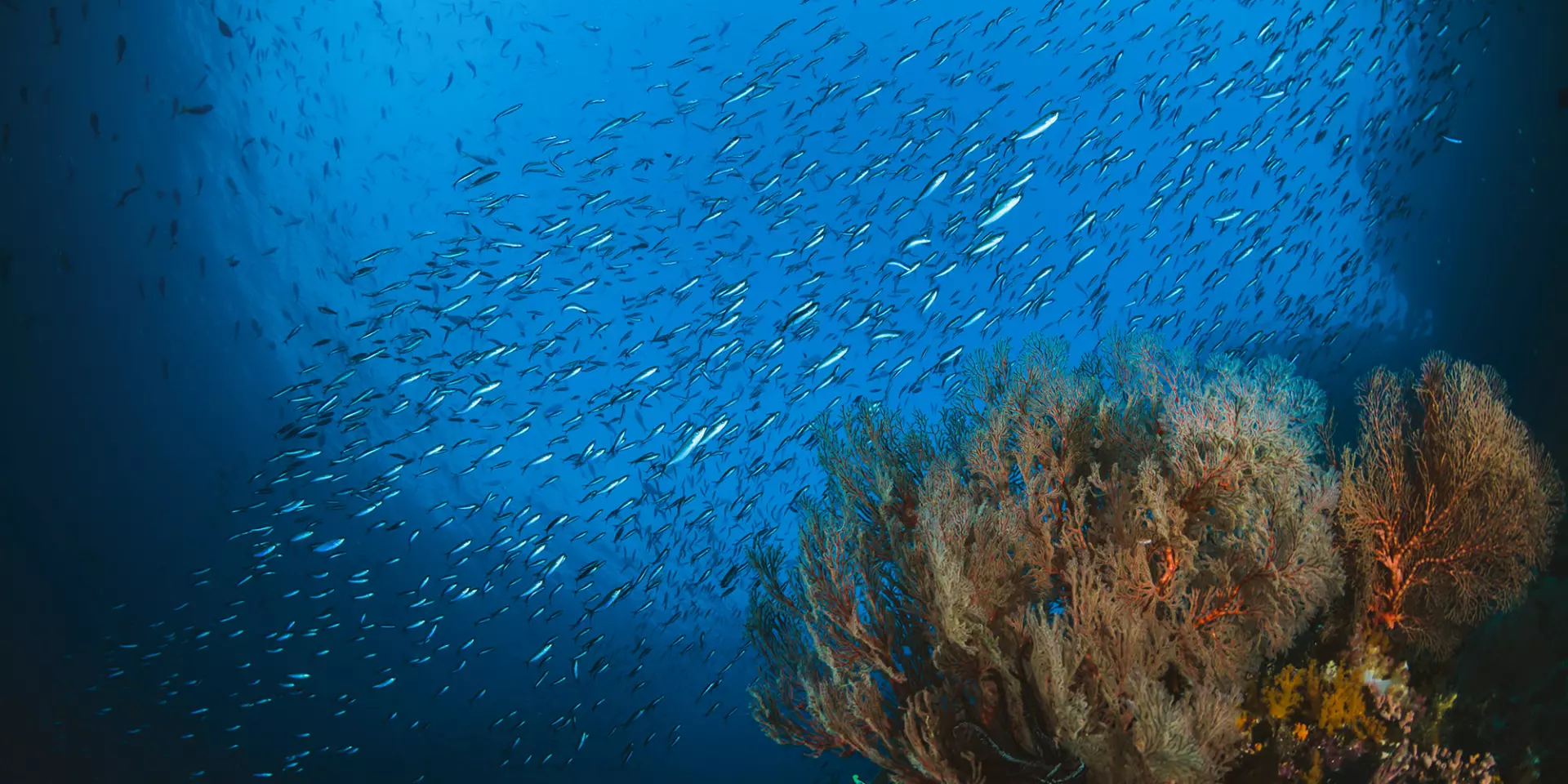 Tropical Fish Coral Reef Sunlight