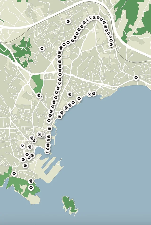 plan toutounettes