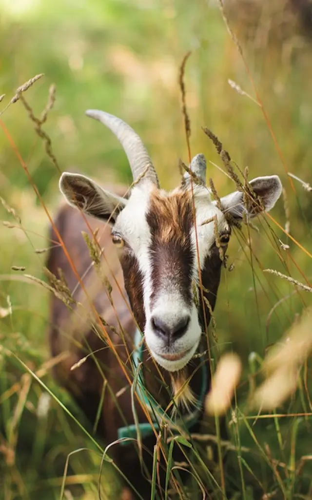 A brown feral goat in a grassy field during daytime