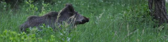 Wildschwein