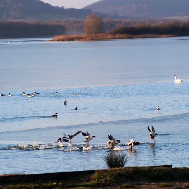 Oiseaux Sur Lac Observatoire