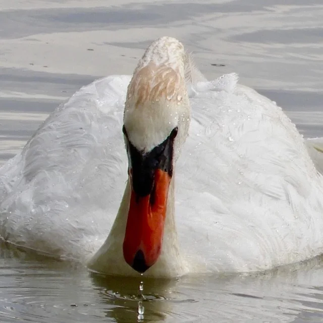 Instagram #lacmadine