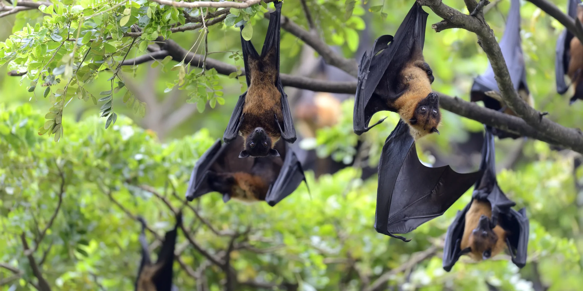Black flying-foxes (Pteropus alecto) hanging in a tree