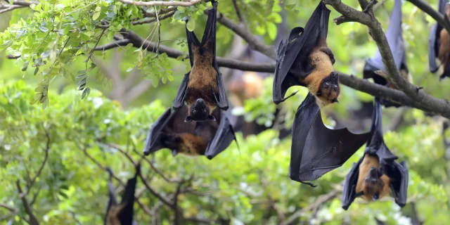 Black flying-foxes (Pteropus alecto) hanging in a tree