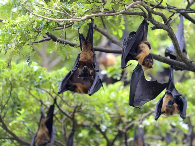 Black flying-foxes (Pteropus alecto) hanging in a tree
