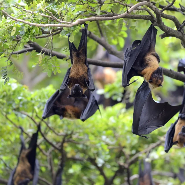 Black flying-foxes (Pteropus alecto) hanging in a tree