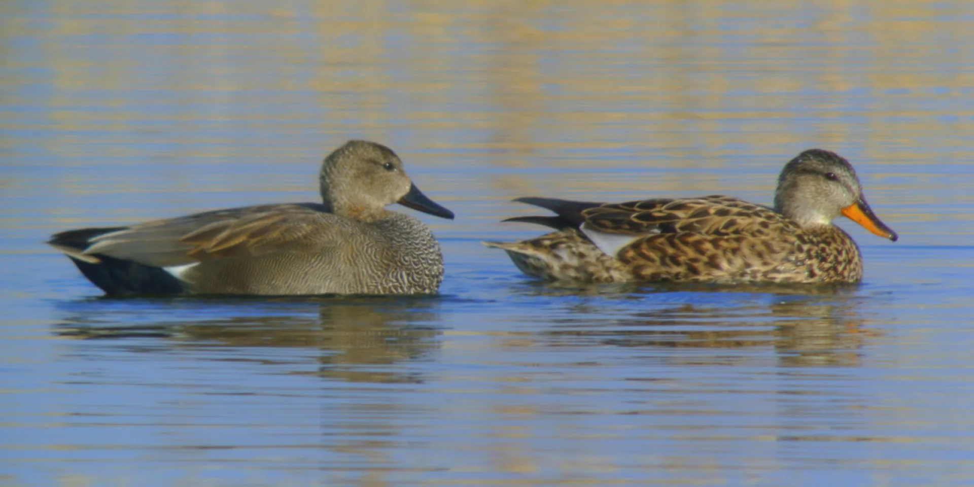 Photos De La Sortie Les Oiseaux Du Lac De Madine Organisee Le Samedi 10 Fevrier Par La Lpo Meurthe Et Moselle A Heudicourt Sous Les Cotes Images Proposees Par Quot Lpo Meurthe Et