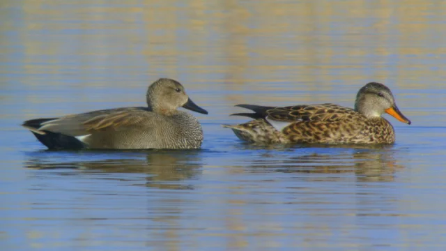 Photos De La Sortie Les Oiseaux Du Lac De Madine Organisee Le Samedi 10 Fevrier Par La Lpo Meurthe Et Moselle A Heudicourt Sous Les Cotes Images Proposees Par Quot Lpo Meurthe Et