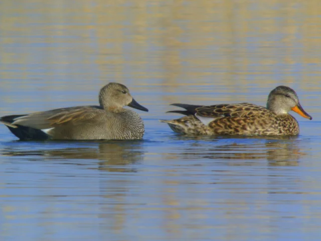 Photos De La Sortie Les Oiseaux Du Lac De Madine Organisee Le Samedi 10 Fevrier Par La Lpo Meurthe Et Moselle A Heudicourt Sous Les Cotes Images Proposees Par Quot Lpo Meurthe Et