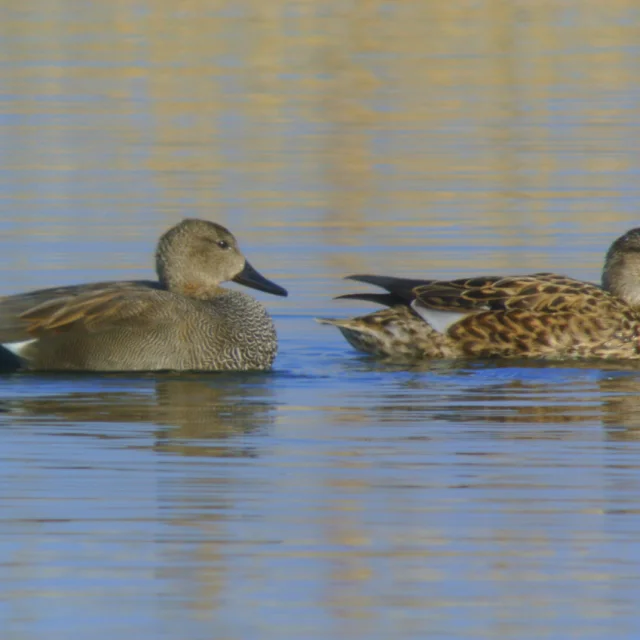 Photos De La Sortie Les Oiseaux Du Lac De Madine Organisee Le Samedi 10 Fevrier Par La Lpo Meurthe Et Moselle A Heudicourt Sous Les Cotes Images Proposees Par Quot Lpo Meurthe Et