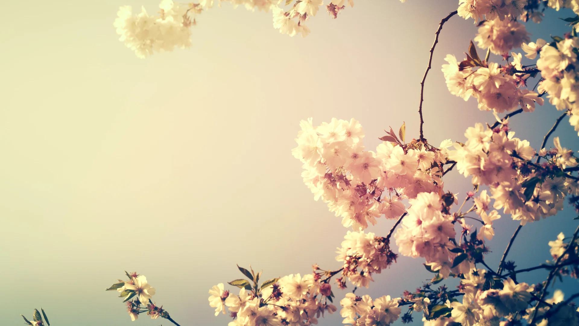 Fleurs De Cerisier Min