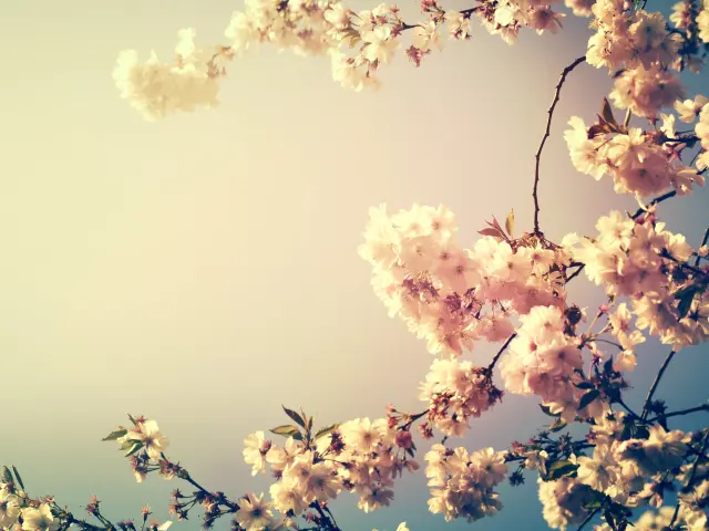 Fleurs De Cerisier Min