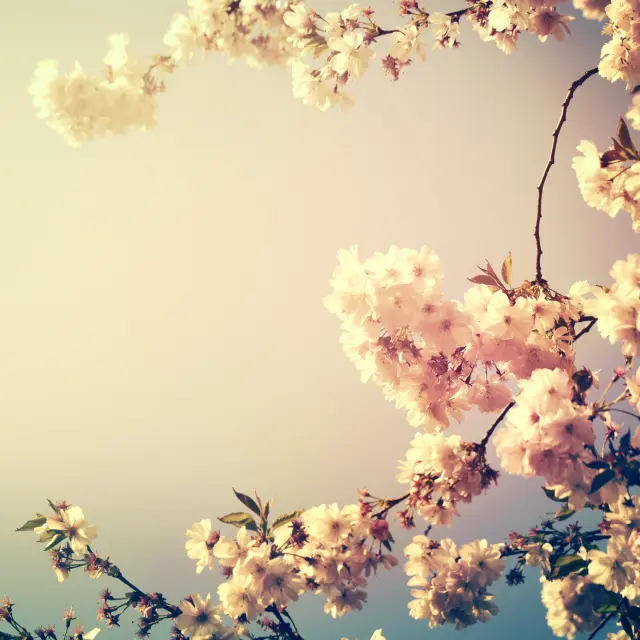 Fleurs De Cerisier Min