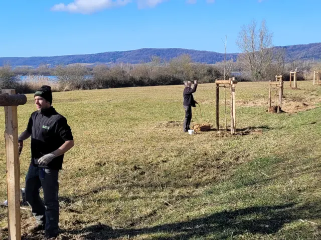 Chantier de plantation