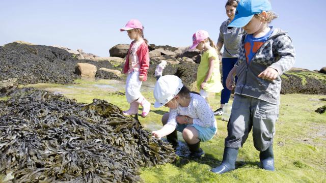 Sortie découverte plage à marée basse avec L'Aquarium Marin de Trégastel