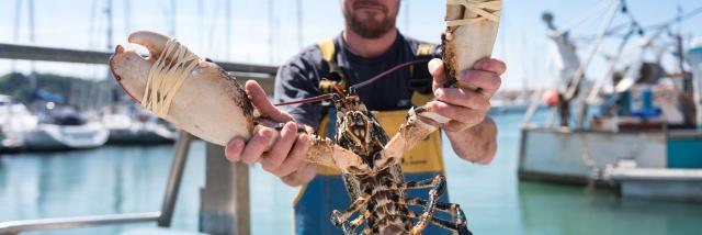 Pêche aux araignées de mer à Trébeurden