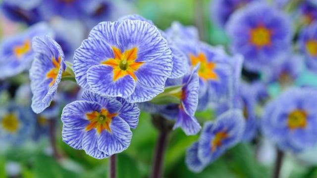 Barnhaven Primroses - Polyanthus Striped Victorians