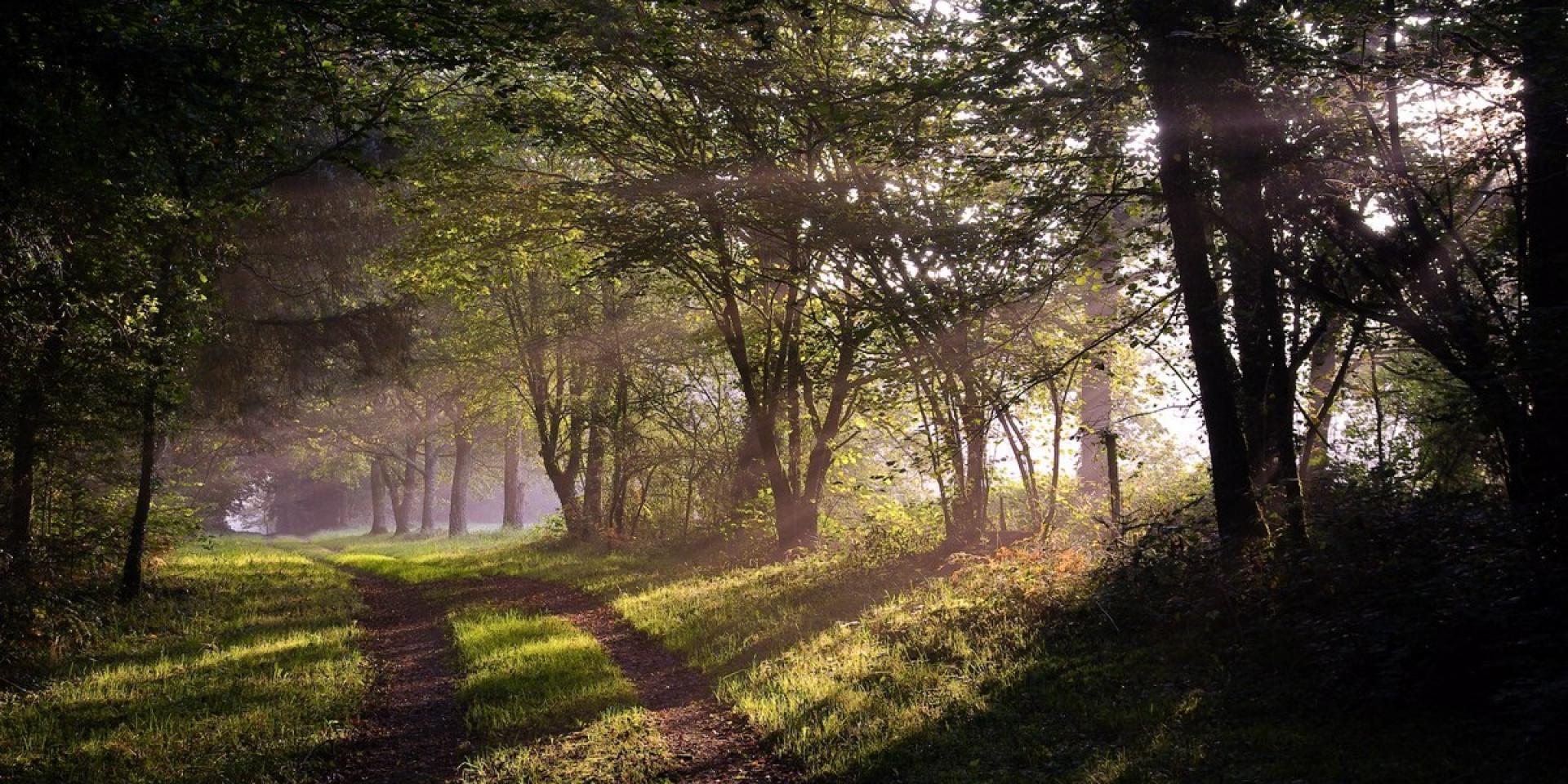 Forêt de Beffou