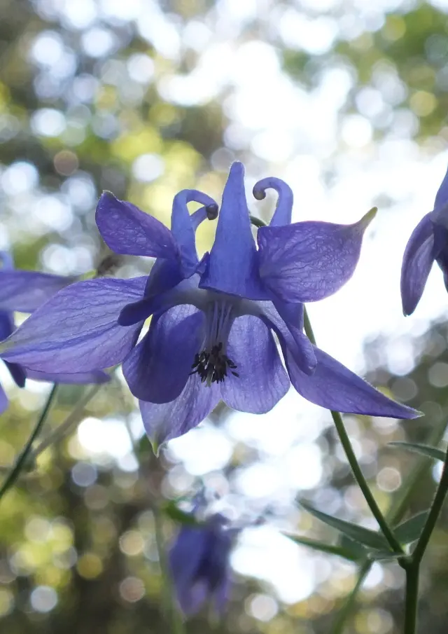 Le Grand Rocher - Ecosystème
