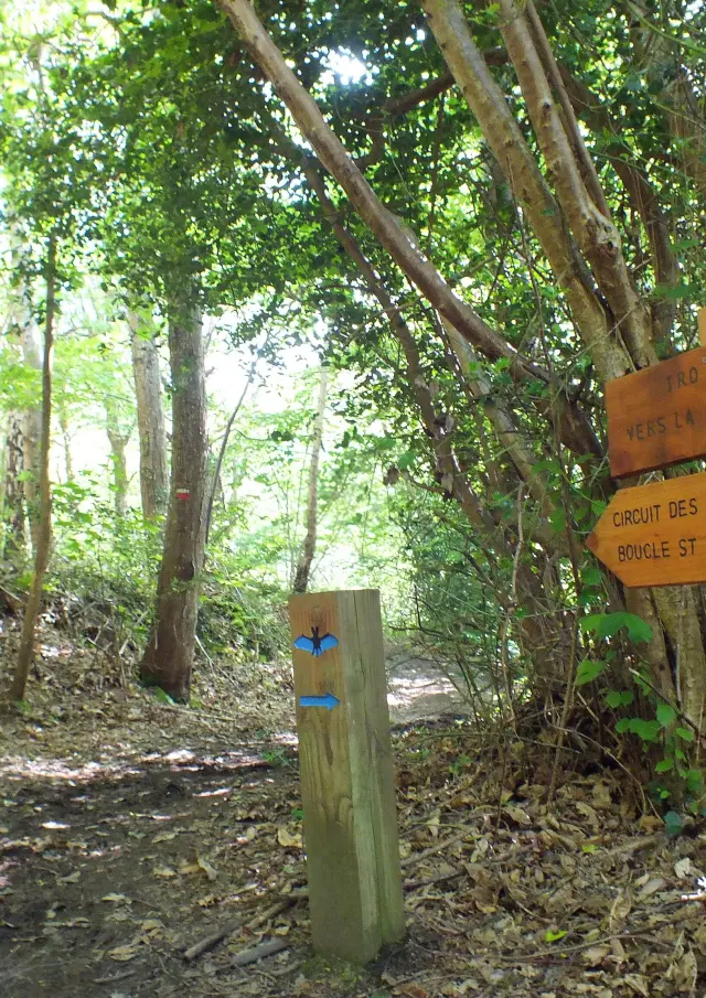 Le Grand Rocher - Sentiers