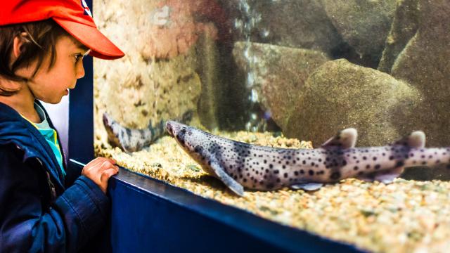 Aquarium Marin 2019.2