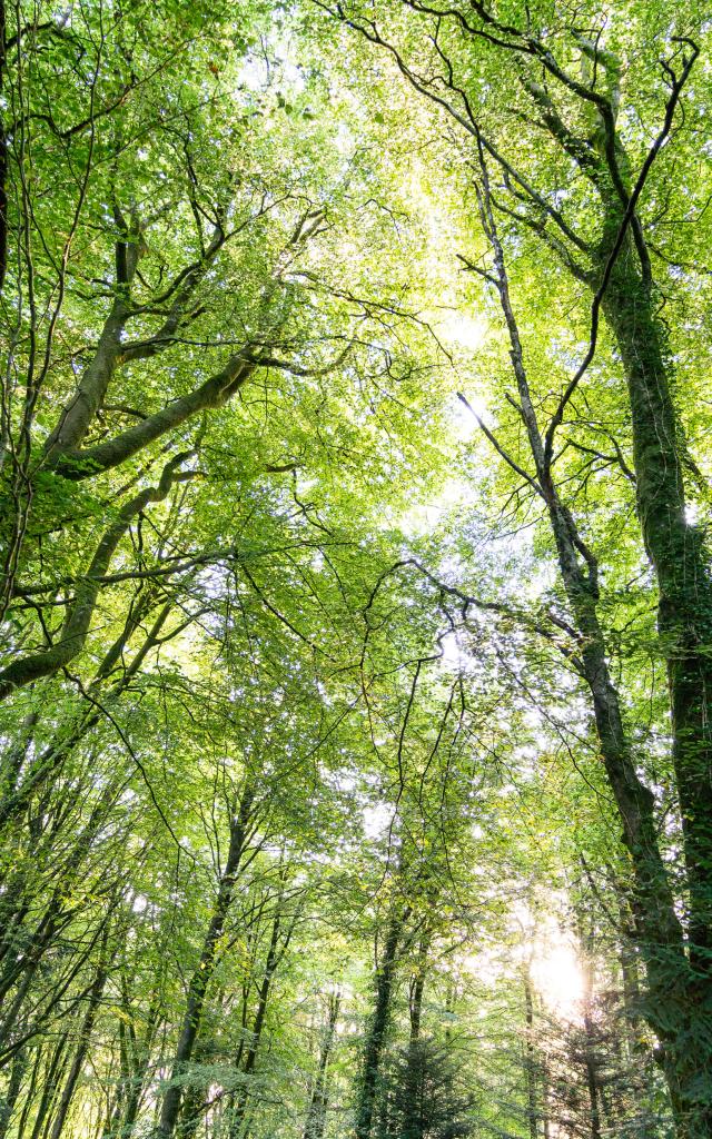 Forêt de Beffou