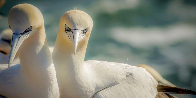 northern-gannet-g2ececeb8b-1920.jpg